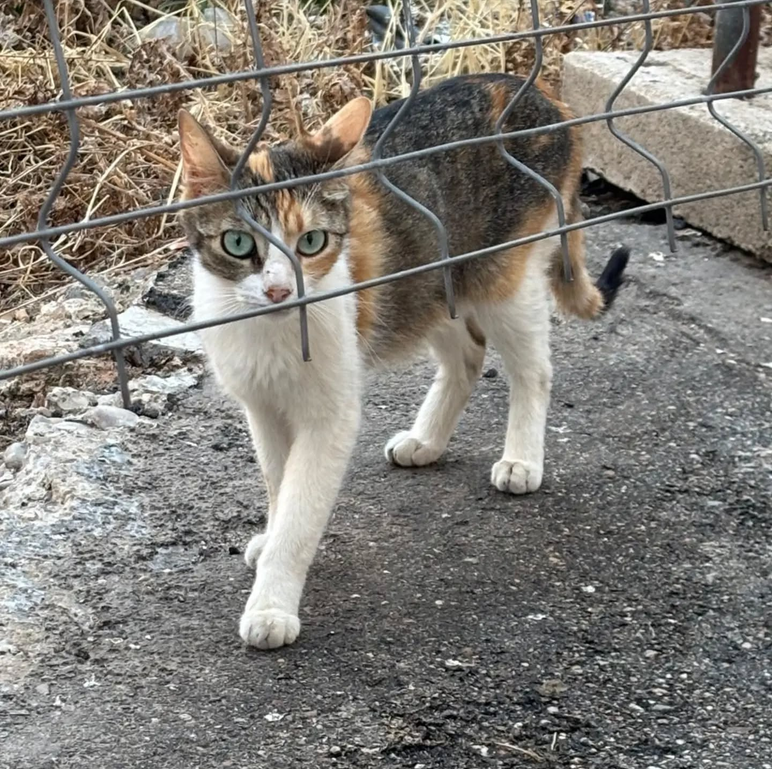 Voz Animal Santa Cruz de la Zarza, asociación en defensa de los animales