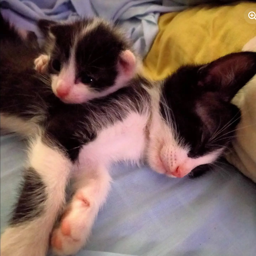 Gatitos en adopción Voz Animal