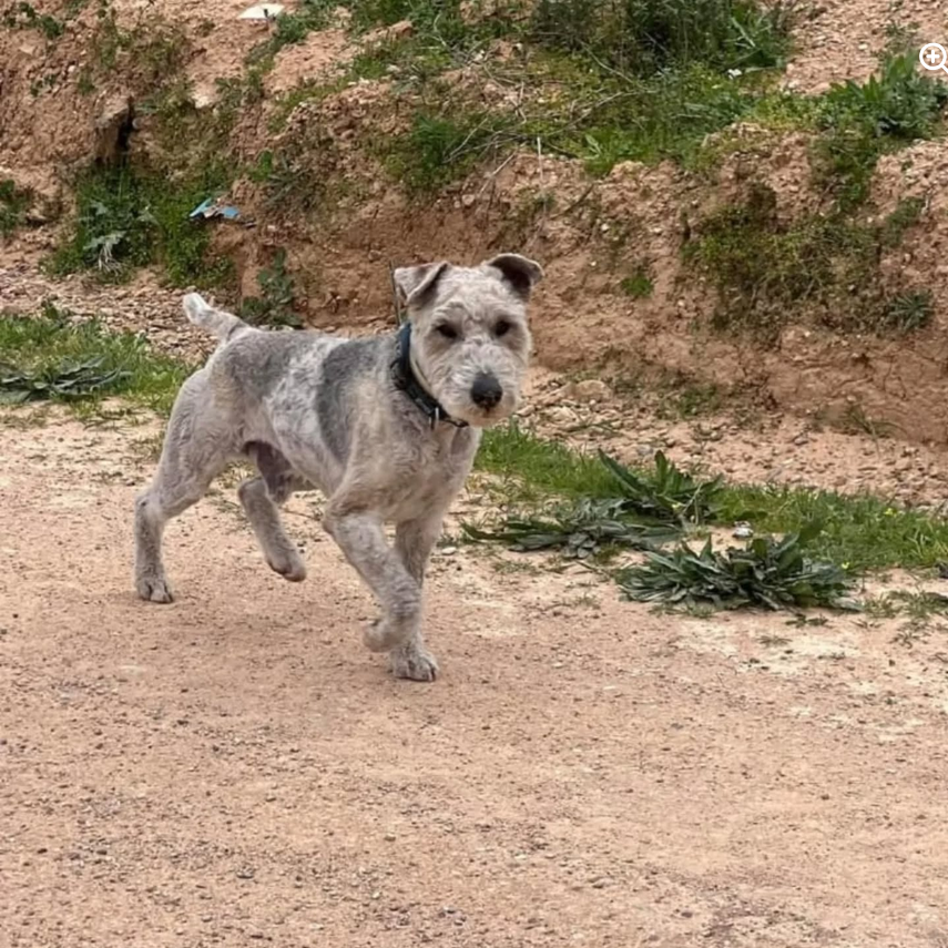 Rescates de animales abandonados en Santa Cruz de la Zarza