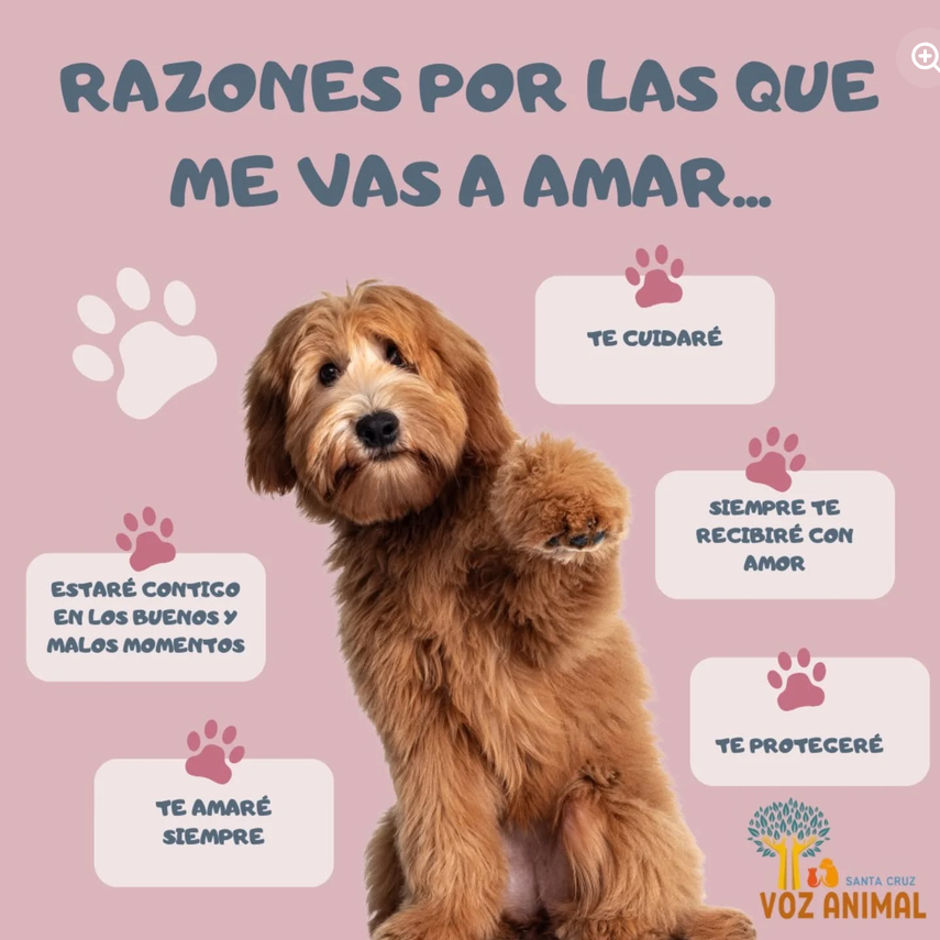 Sensibilización sobre tenencia responsable de animales en Santa Cruz de la Zarza